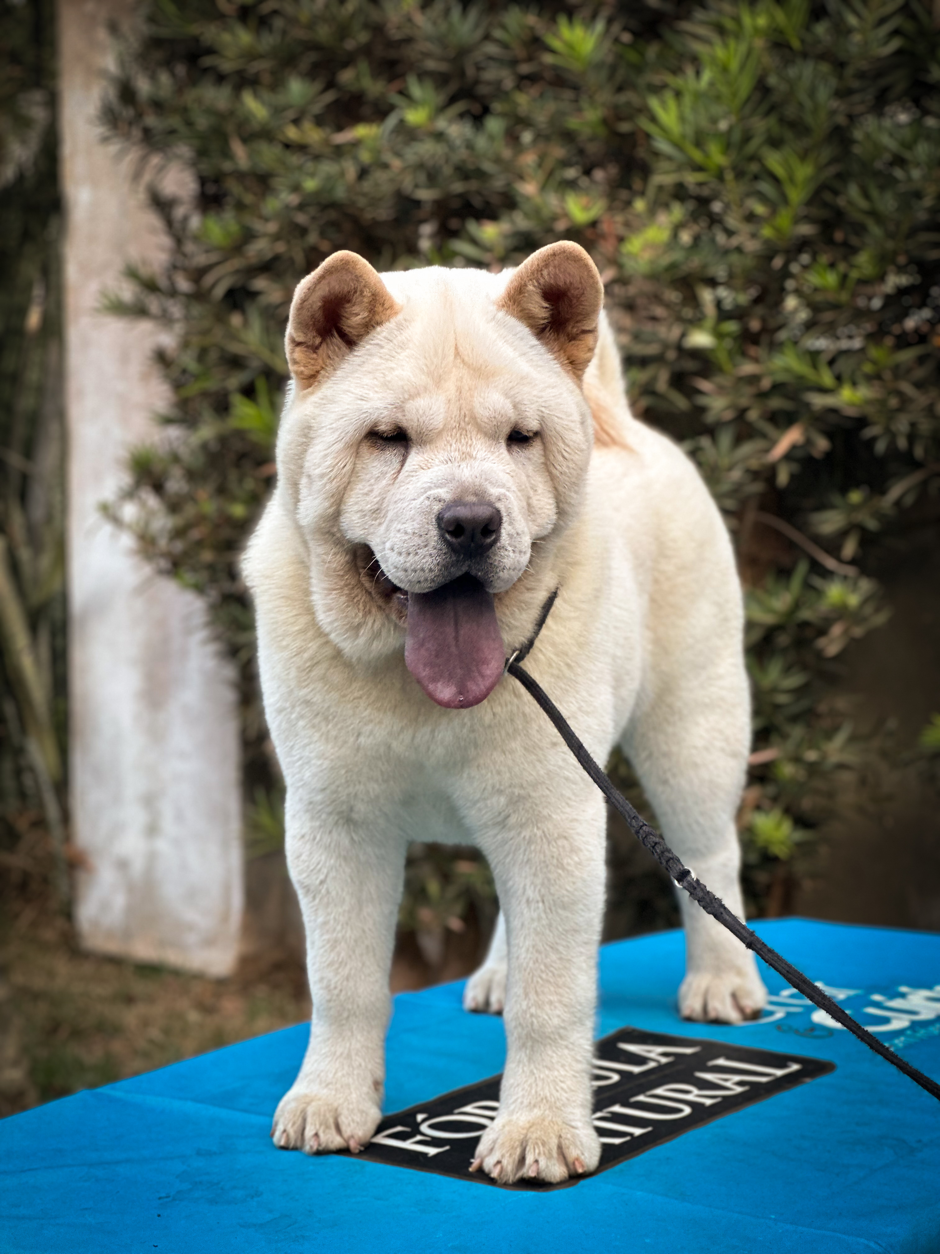 Canil Changathi | Chow Chow | Matrizes